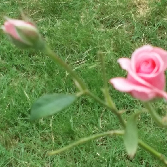 Meet your Posher, Cel - Picture 2 of 3